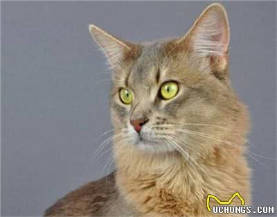 索马里猫好养吗?饲养索马里猫的注意事项有哪些?