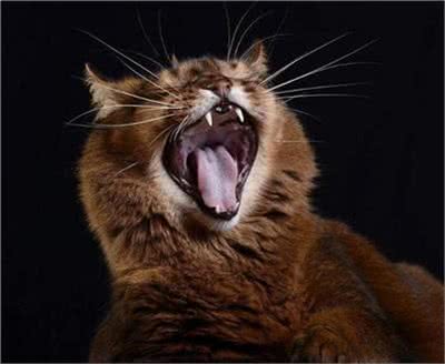 索马里猫好养吗?饲养索马里猫的注意事项有哪些?