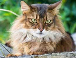 索马里猫好养吗?饲养索马里猫的注意事项有哪些?