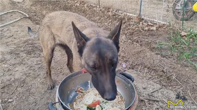 今日话题真的很伤狗第二件事遛狗方式饭后遛狗行为