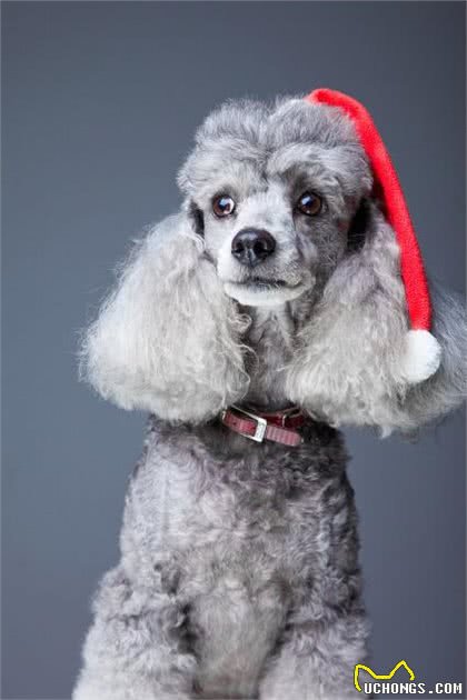 关于贵宾犬的二十个冷知识