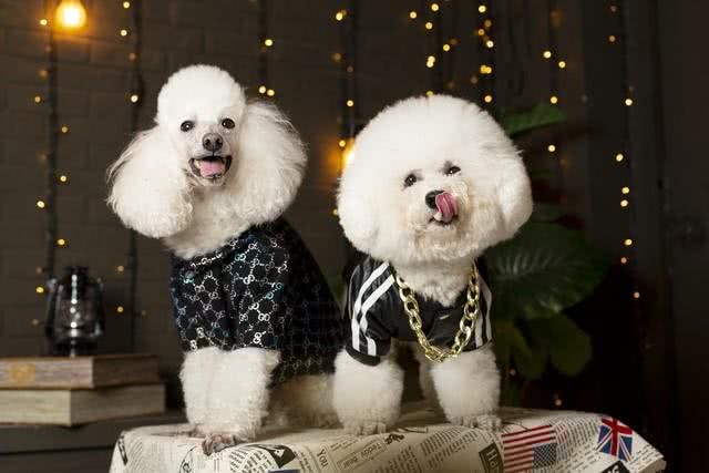 关于贵宾犬的二十个冷知识