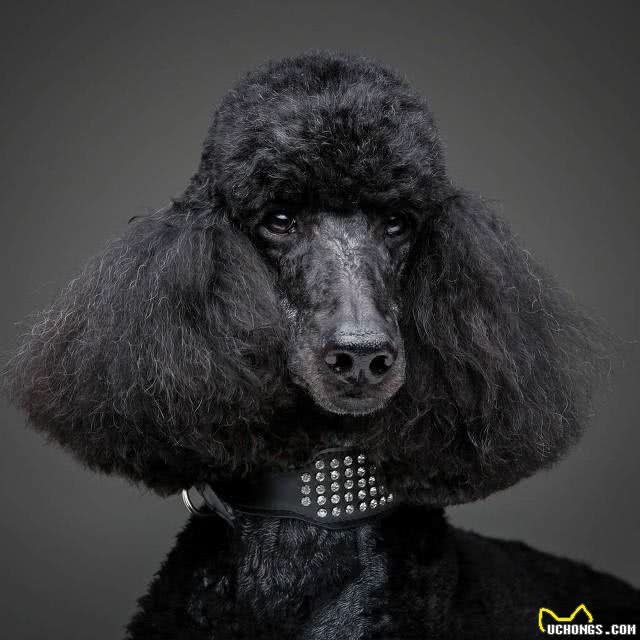 关于贵宾犬的二十个冷知识