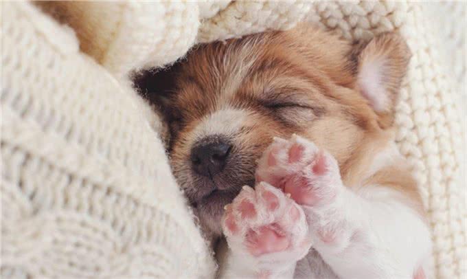 狗狗在睡觉时总抽搐是怎么回事?