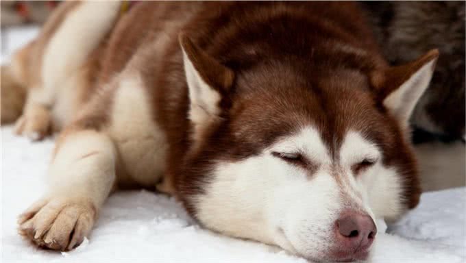 狗狗在睡觉时总抽搐是怎么回事?