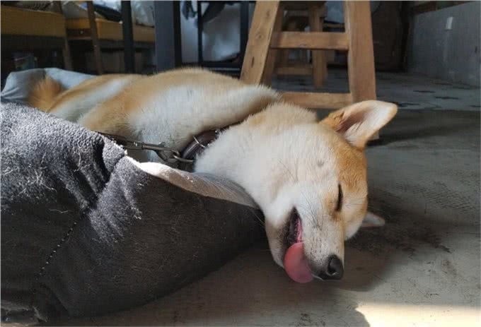 狗狗在睡觉时总抽搐是怎么回事?