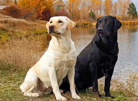 浅析拉布拉多犬的起源、6个品类分支，别再以为自家狗子是串串了