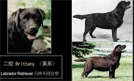 浅析拉布拉多犬的起源、6个品类分支，别再以为自家狗子是串串了