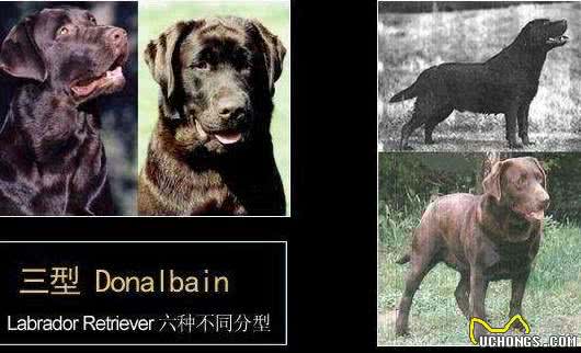 浅析拉布拉多犬的起源、6个品类分支，别再以为自家狗子是串串了