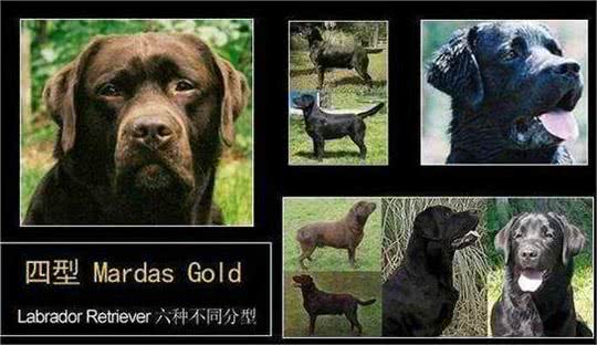 浅析拉布拉多犬的起源、6个品类分支，别再以为自家狗子是串串了