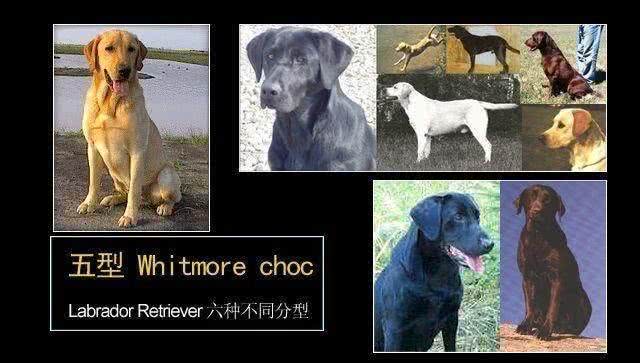 浅析拉布拉多犬的起源、6个品类分支，别再以为自家狗子是串串了