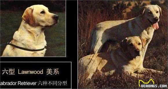 浅析拉布拉多犬的起源、6个品类分支，别再以为自家狗子是串串了