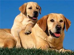 浅析拉布拉多犬的起源、6个品类分支，别再以为自家狗子是串串了