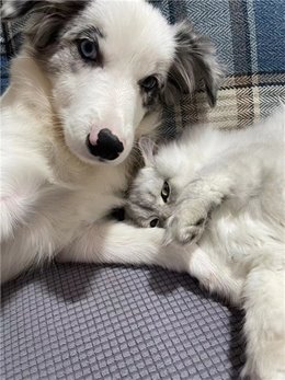 深圳宠物店推荐