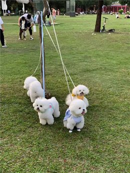 为什么城市养犬越来越多人喜欢选择比熊?