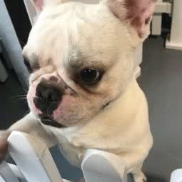 众神犬舍:福州市福清市