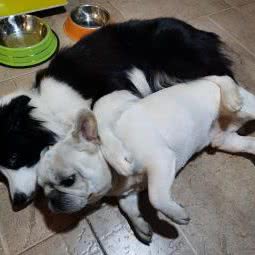 丰泽区逗犬玩宠物店:泉州市丰泽区