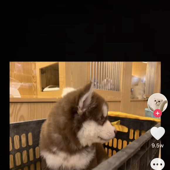 MISS DOG狗小姐·宠物店:泉州市丰泽区