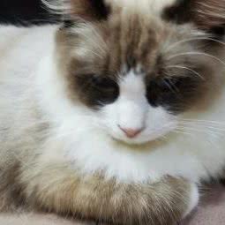 熊猫宠物:泉州市南安市