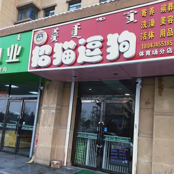 招猫逗狗:呼和浩特市新城区八一附近