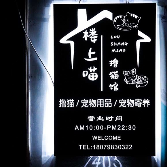 楼上喵?撸猫馆:景德镇市珠山区