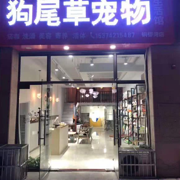 狗尾草宠物店(铜锣湾店):九江市永修县