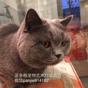 多格宠物:呼和浩特市新城区鼓楼附近