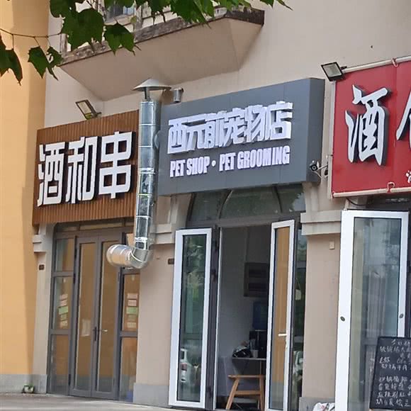 西元前宠物店:济南市市中区