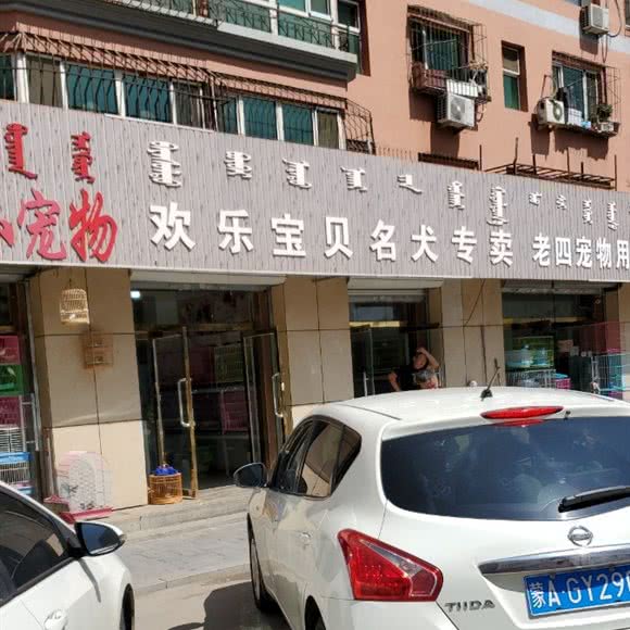 欢乐宝贝名犬名猫专卖:呼和浩特市回民区牛街附近