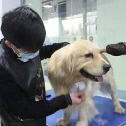 璀璨美宠:青岛市李沧区