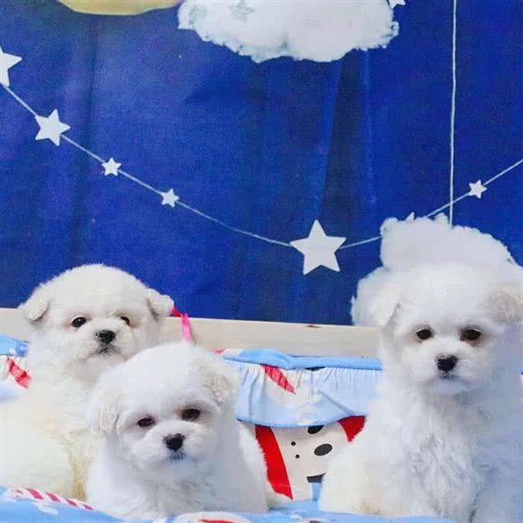 青岛多米呀犬舍猫舍:青岛市李沧区