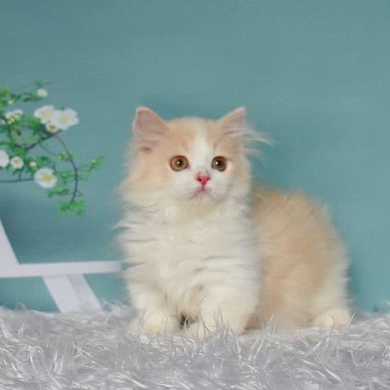 青岛五福猫舍:青岛市李沧区
