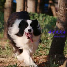 硬骨头边境牧羊犬犬舍:青岛市城阳区