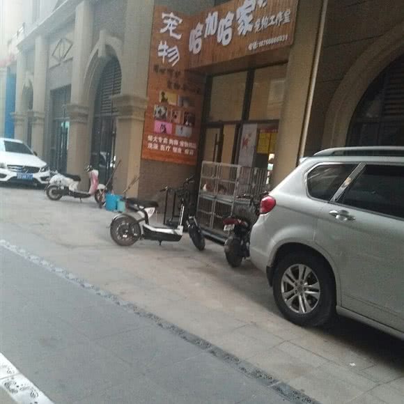 哈加哈家宠物狗工作室:枣庄市市中区
