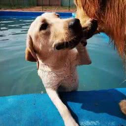 晶瑞爱犬训练寄养度假乐园:东营市垦利区