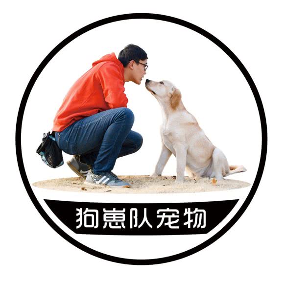 狗崽队宠物狗:烟台市芝罘区