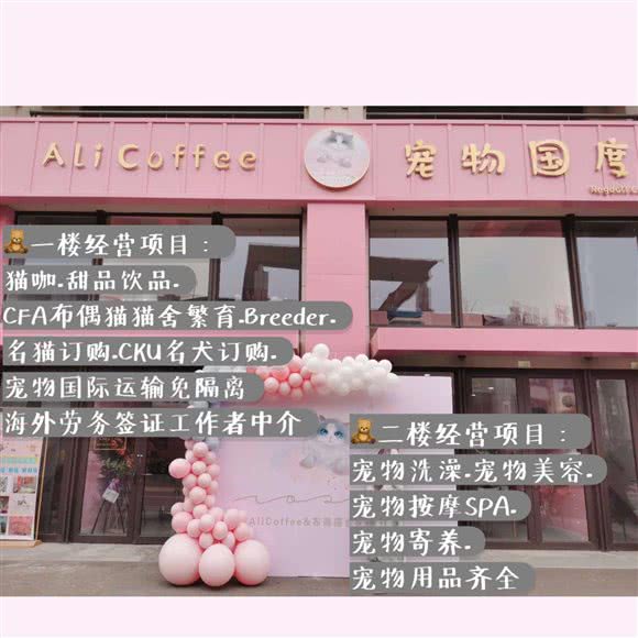 ALI COFFEE猫咖布偶猫舍宠物国度:烟台市牟平区
