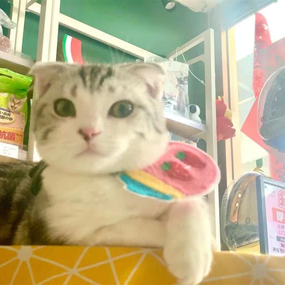 猫+宠物店:北京城区朝阳区十里河附近