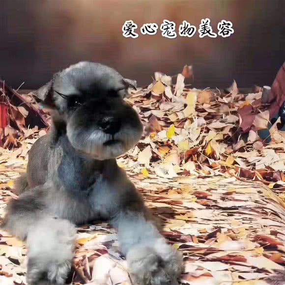 爱心宠物生活馆:呼和浩特市赛罕区乌兰察布东街附近