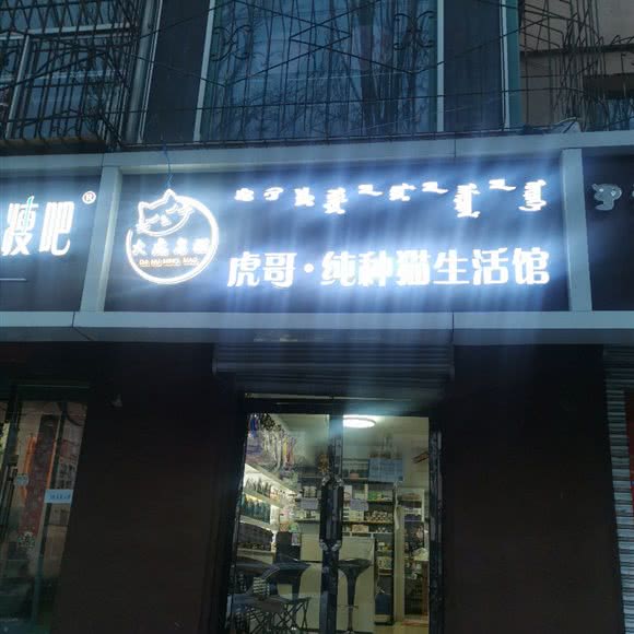 虎哥纯种猫生活馆:呼和浩特市赛罕区乌兰察布东街附近