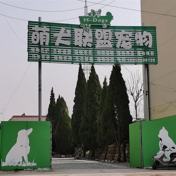 萌犬联盟宠物:烟台市莱州市