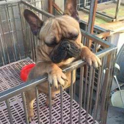 中国朱桥名犬宠物市场:烟台市莱州市