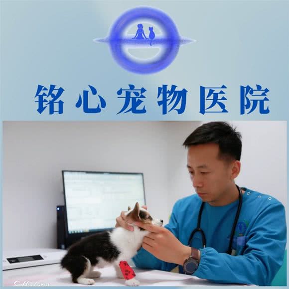 铭心宠物医院(猫专科,犬猫急重症内科诊疗中心):呼和浩特市赛罕区乌兰察布东街附近
