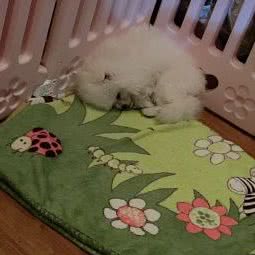文昌犬舍:潍坊市临朐县