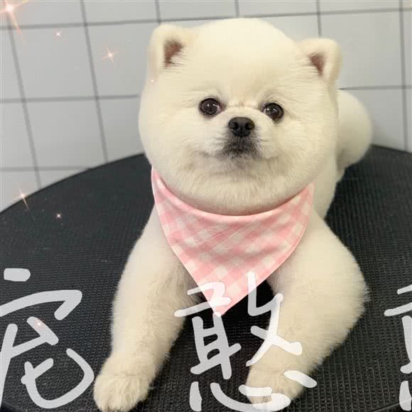 宠憨憨宠物生活馆:呼和浩特市赛罕区仕奇公园附近