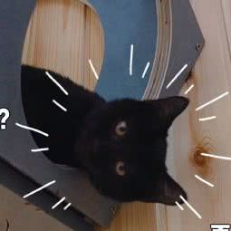 鼓捣猫呢猫咖:济宁市金乡县