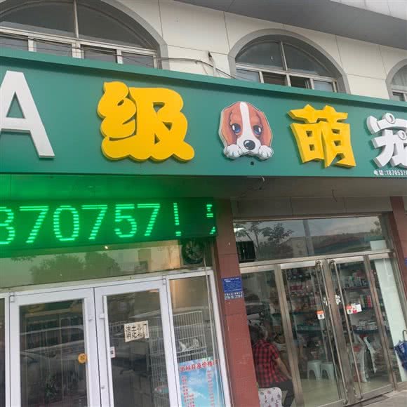 A级萌宠:济宁市汶上县