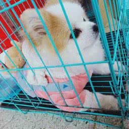 宠昵宠物小屋:包头市昆都仑区昆区华联附近