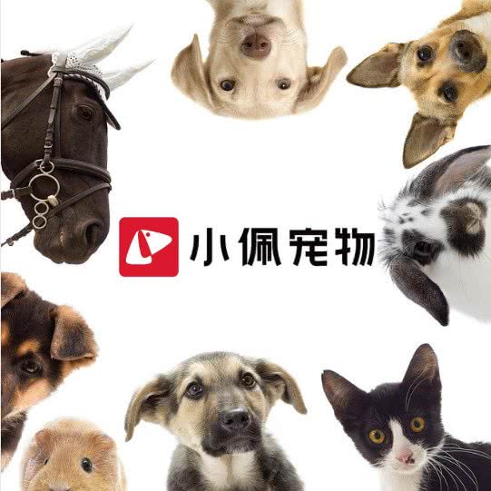 小佩宠物:包头市昆都仑区恒大名都附近