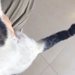 小迷糊宠物:郑州市金水区